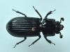 Pertinax sp.